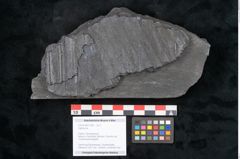 Foto (Objekt + Etikett) von Sigillaria sp.  (NHMW-GEO-2024-0188-11096)